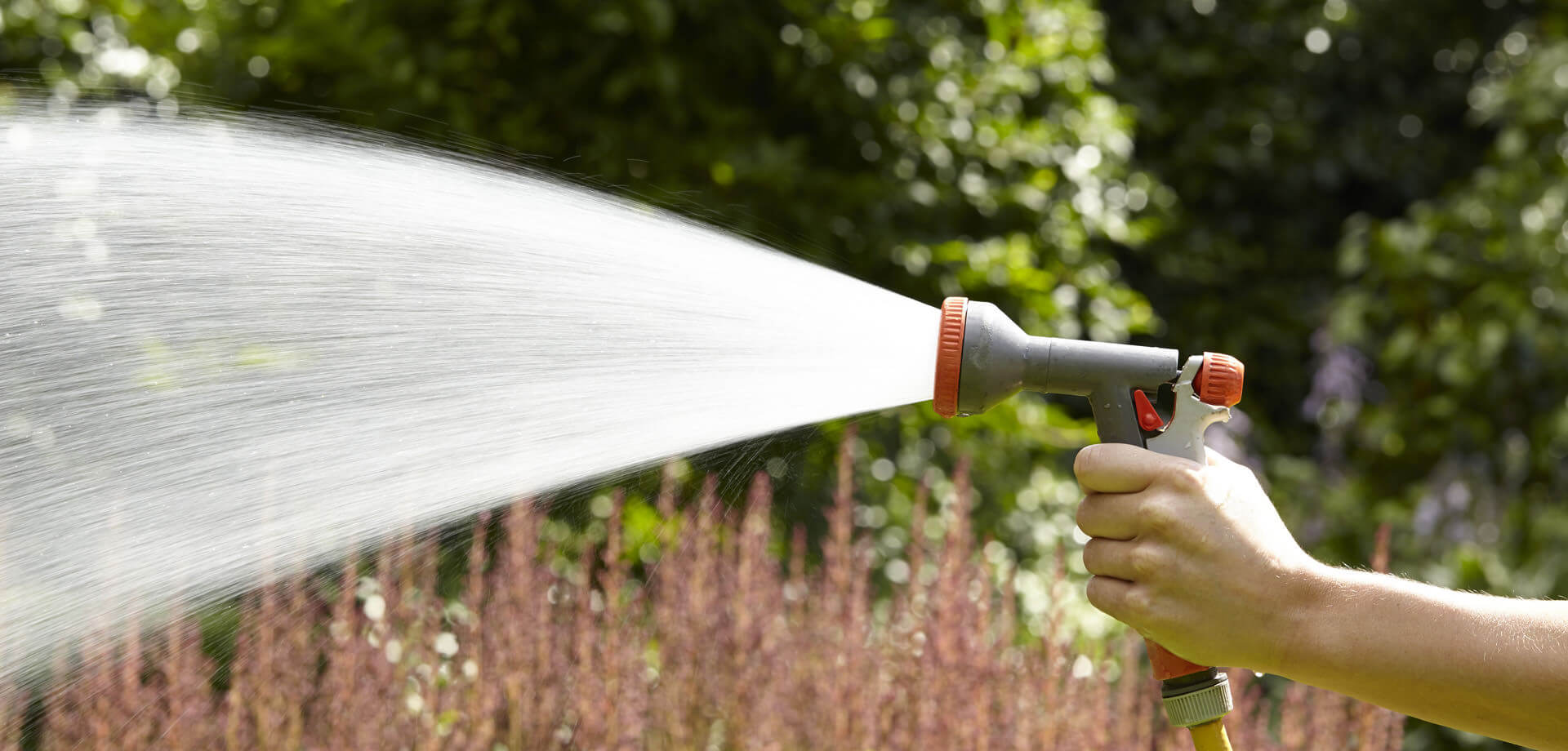 It's Watering Time Hero Image